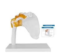 Modello Anatomico Della Spalla, Articolazione Della Spalla con Legamenti Modello Anatomico del Corpo Umano con Manuale del Prodotto Aiuto Didattico per L'educazione e la Formazione Medica