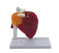 Modello Anatomico Della Spalla Modello Modello Anatomico Mostrando Spalla Muscolare Di Rotatori Polsi A Muscolo Sottocapolare Giunto Umano Modello Anatomico