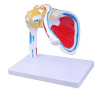 Modello Anatomico Della Spalla Umana Con Dettagli Muscolari E Nervosi