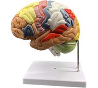 Modello anatomico della struttura del cervello umano, modello anatomico del cervello codificato a colori 2X ingrandito con tronco cerebrale del lobo anteriore della sezione centrale