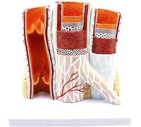 Modello Anatomico Della Struttura Della Vena Arteriosa - Modello Anatomico Dell'organo Umano Modello Del Vaso Sanguigno Modello Educativo Modello Didattico Medico Della Vena Arteriosa Per L'insegnamen