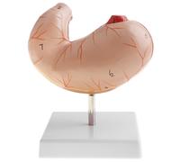 Modello Anatomico Della Struttura Dello Stomaco Umano Rimovibile In 2 Parti