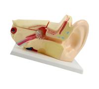 Modello anatomico della struttura dell'orecchio umano a grandezza naturale interno anatomico per insegnamento dimostrativo e impostazioni cliniche Anatomia