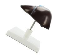 Modello anatomico della struttura epatica anatomica in PVC anatomia del fegato umano per il campo clinico e l'educazione scientifica. sezione epatica in PVC