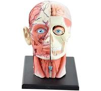 Modello anatomico della testa del nervo del muscolo umano, visione 4D, 12 pezzi, puzzle con testa rimovibile, giocattolo, strumento didattico for la scienza medica