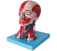 Modello anatomico della testa e del collo, a grandezza naturale con arterie visibili, vene, occhi rimovibili e calvario, per istruzione e studio