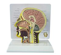 Modello Anatomico della Testa Umana - Anatomia della Testa Umana Anatomia della Mezza Testa Modello di Studio della Sezione Mediana Anatomia del Viso della Mezza Testa