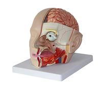 Modello anatomico della testa umana con cervello attaccato e arteria speciale per neurologia di fascia alta, modello educativo anatomico per studi medici