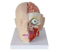 Modello anatomico della testa umana con cervello - Modello educativo classico di anatomia dell'arteria cerebrale per studio medico