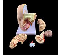 Modello anatomico della Testa Umana con Cervello - Modello scientifico di Simulazione della Testa Modello anatomico del Cervello Umano 3D - per la visualizzazione dello Studio Modello Medic
