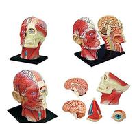 Modello anatomico della Testa Umana di Visione 4D - 14 Parti Rimovibile Cranio Cervello Modello anatomico Testa Puzzle Giocattolo Strumento didattico di scienze mediche