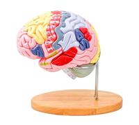 Modello anatomico della testa umana ingrandita 2X con lobi staccabili Tronco cerebrale Anatomico Modello di struttura cerebrale per educazione Dimostrazione della funzione mentale