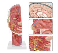 Modello Anatomico della Testa Umana per l'insegnamento Scolastico, Modello Nervoso per Vaso Muscolare Superficiale 1: 1 con Sezione Mediana e Anatomia del Viso Cerebrale Medico, Materiale in PVC