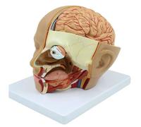 Modello anatomico della testa umana - Sezione per la didattica e l'apprendimento in aula di scienze