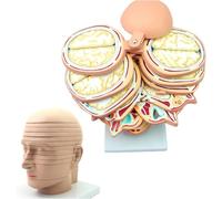 Modello anatomico della testa umana, visualizzazione dell'anatomia in sezione trasversale del cervello, 12 parti delle fette di insegnamento della medicina del cervello umano con segno
