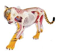 Modello anatomico della tigre 4D, modello del corpo animale Modello del rene rimovibile 28 partiModello didattico Modello di biologia Studio Display