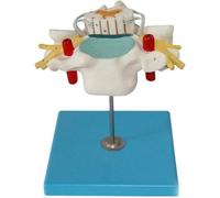 Modello anatomico della vertebra cervicale e del midollo spinale per studio e visualizzazione in aula di scienza