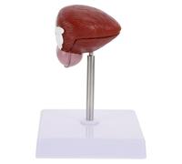 Modello Anatomico della Vescica in Plastica, Realistico, Didattico | Supporto per Lezioni di Fisiologia e Anatomia, Leggero e Portatile