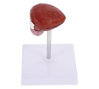 Modello Anatomico della Vescica Umana in Plastica per Didattica | Marrone, Leggero e Portatile, per Lezioni di Biologia e Anatomia, Studenti
