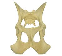 Modello Anatomico Dell'Anca Del Bacino Del Cane - Modello Anatomico Medico Dell'Anca Del Cane - Modello Anatomico Dello Scheletro Animale - Per La Formazione Dimostrativa Veterinaria Modello Medico D