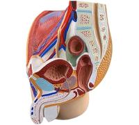 Modello anatomico dell'apparato genitale femminile con bacino, vescica e retto - Strumento didattico for lo studio e l'insegnamento medico(Male)