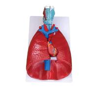 Modello anatomico dell'apparato respiratorio umano 7 pezzi modello staccabile con polmoni, cuore, laringe, trachea e vasi sanguigni for studio o insegnamento di scienze mediche
