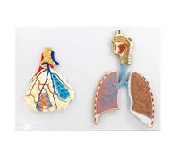 Modello anatomico dell'apparato respiratorio umano a grandezza naturale con dettagli di alveoli, cavità nasale, bronchi e lobi polmonari for l'insegnamento medico