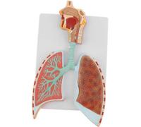 Modello anatomico dell'apparato respiratorio umano - Modello didattico dettagliato in PVC for lo studio dell'anatomia scolastica, 14,17 x 7,87 pollici