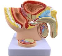 Modello Anatomico Dellapparato Riproduttivo Maschile, Scala 1:2, Modello Anatomico Umano In Pvc, Materiale Pvc, Modello Di Prostata, Pelvi E Apparato Urinario Maschile Per Studio E Insegnamento