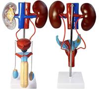 Modello anatomico dell'apparato urinario maschile e femminile 2 Modello anatomico dell'apparato riproduttivo maschile e femminile Modello didattico rimovibile del rene umano
