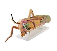 Modello anatomico dell'aragosta per insegnamento, modello dimostrativo | Modello educativo di anatomia dell'aragosta per lezioni di biologia, ideale per insegnare la vita marina e concetti di