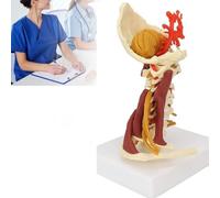 Modello anatomico dell'arteria carotide e del nervo spinale, for la didattica scientifica di laboratorio con supporto, supporti didattici medici, risorse di apprendimento e di esposizione professional