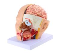 Modello anatomico dell'arteria cerebrale del cranio della testa dell'anatomia umana, modello anatomico della testa umana staccabile per l'ospedale Modello anatomico umano a grandezza naturale Modello