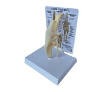 Modello anatomico dell'articolazione del cane, modello scheletro del ginocchio canino per studi di scienze mediche, regalo educativo di anatomia animale, aiuto veterinario per l'addestramento