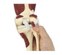 Modello anatomico dell'articolazione del ginocchio a grandezza naturale dello scheletro di anatomia umana con i muscoli, ideale per l'educazione degli studenti e dei