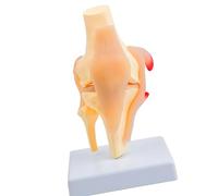 Modello anatomico dell'articolazione del ginocchio Modello anatomico dell'articolazione del ginocchio in PVC realistico Modello anatomico per l'educazione dell'anatomia Impostazioni cliniche Aiuto