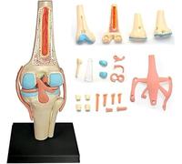 Modello anatomico dell'articolazione del ginocchio umano, modello di ginocchio flessibile a grandezza naturale 1:1, modelli dell'articolazione del ginocchio con legamento del ginocchio, 23 parti