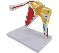 Modello Anatomico Dell'articolazione Della Spalla Con Muscoli, Nervi E Muscoli Anatomici Per La Formazione E L'insegnamento Professionale