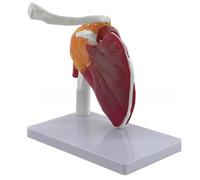 Modello anatomico dell'articolazione della spalla del muscolo mostra la muscolatura della spalla dal polsino dei rotatori all'articolazione umana sottoscapolare anatomica