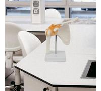 Modello anatomico dell'articolazione della spalla, modello scheletrico