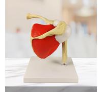 Modello Anatomico Dell'articolazione Della Spalla Umana, Modello Scheletrico