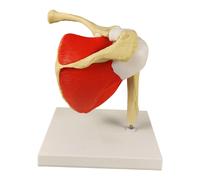 Modello anatomico dell'articolazione della spalla umana per la ricerca e