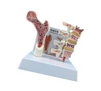 Modello anatomico delle vertebre dell'osteoporosia per l'educazione anatomica e lo studio della colonna vertebrale del paziente Anatomia umana Vertebre Scheletro anatomico per lo studio