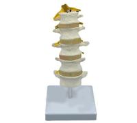 Modello anatomico delle vertebre lombari umane della colonna vertebrale con 5 vertebre sacrum e nervi spinali per dimostrare l'educazione del paziente
