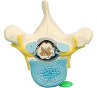 Modello anatomico delle vertebre toraciche e del midollo spinale ingrandito, modello del tronco simpatico del nervo spinale del midollo spinale, for chiropratici, fisioterapisti, consultazione