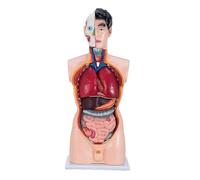 Modello anatomico dello scheletro del torso umano da 85 cm, modello didattico medico professionale con organi rimovibili for l'aula Umana Modello