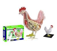 Modello anatomico dello scheletro di pollo 4D, modello anatomico animale, staccabile 32 parti, kit giocattolo di assemblaggio puzzle intelligente