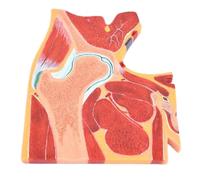 Modello anatomico dello scheletro, sezione trasversale dell'articolazione dell'anca umana, modello anatomico scheletrico dell'articolazione dell'anca for l'insegnamento medico
