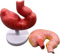 Modello anatomico dello stomaco di maiale, modello di sezione gastrica | Modello realistico di organo dello stomaco di maiale for l'insegnamento della biologia, l'educazione veterinaria