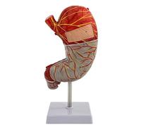 Modello anatomico dello stomaco umano. Modello dell'apparato digerente umano. Modello della struttura dello stomaco staccabile, ingrandito 1,5 volte, con etichette digitali e base